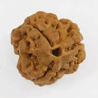 three nepal rudraksha